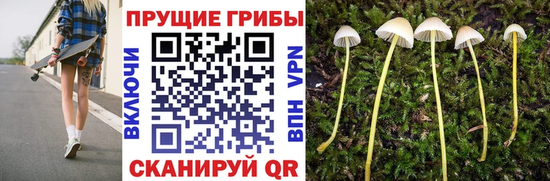 гидра как войти  Иваново  Галлюциногенные грибы Psilocybe 